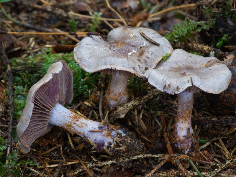 Cortinarius subporphyropus